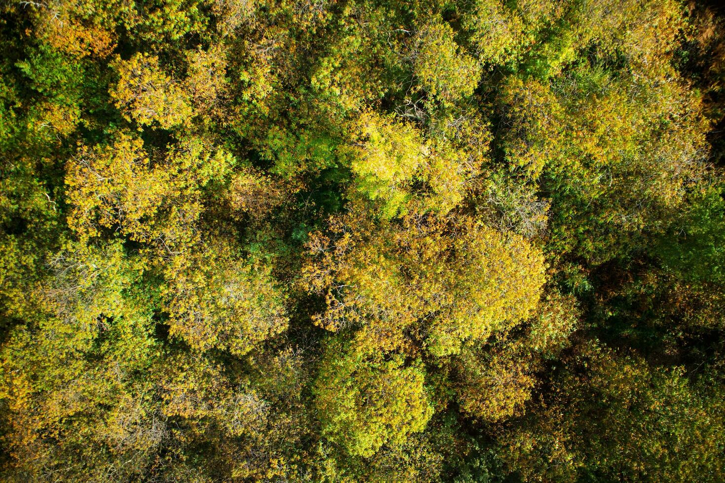 Autumn seen from above photo