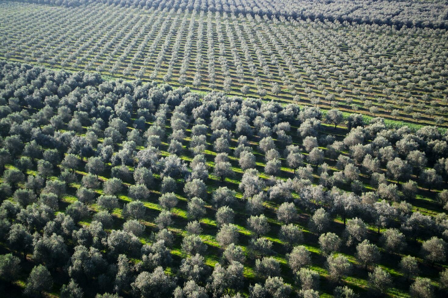 Plantation of olive trees photo