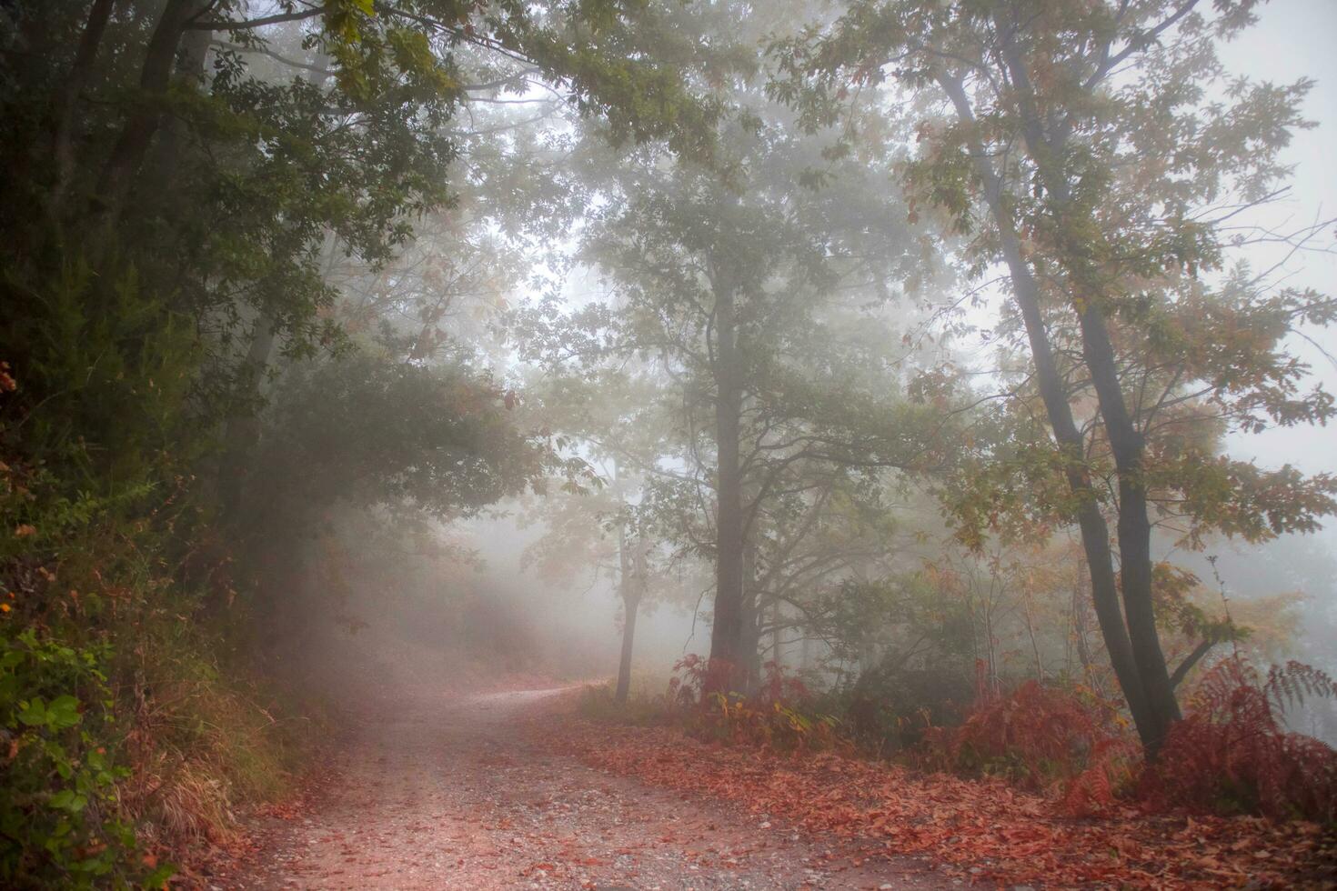Road in the woods in autumn photo