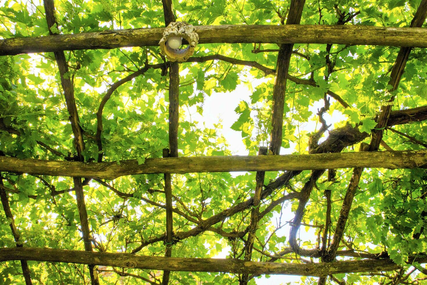 Pergola covered by the vine plant photo