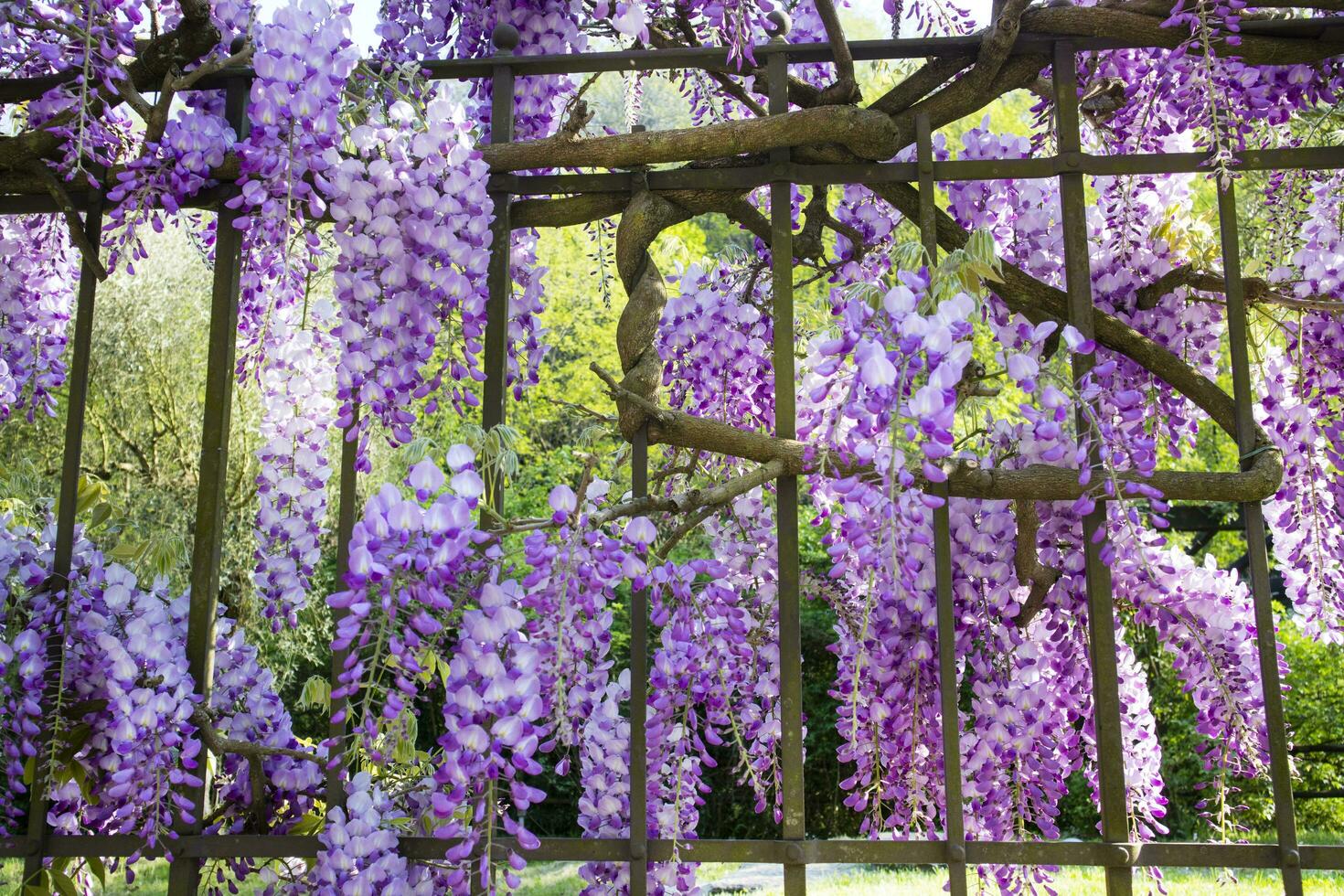 The bunches of wisteria photo