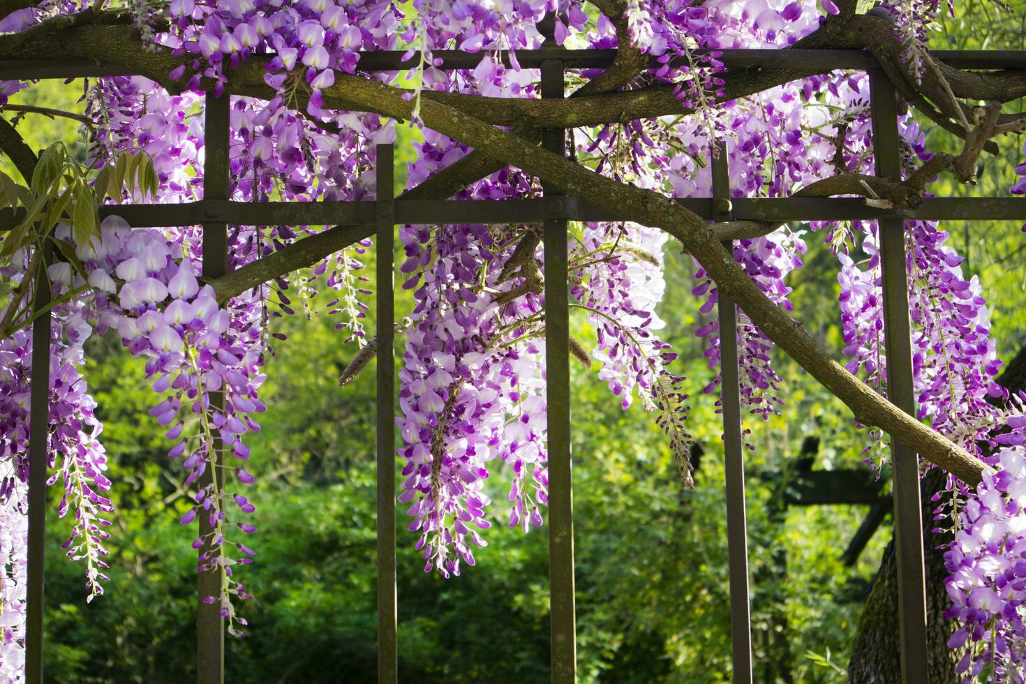 The bunches of wisteria photo