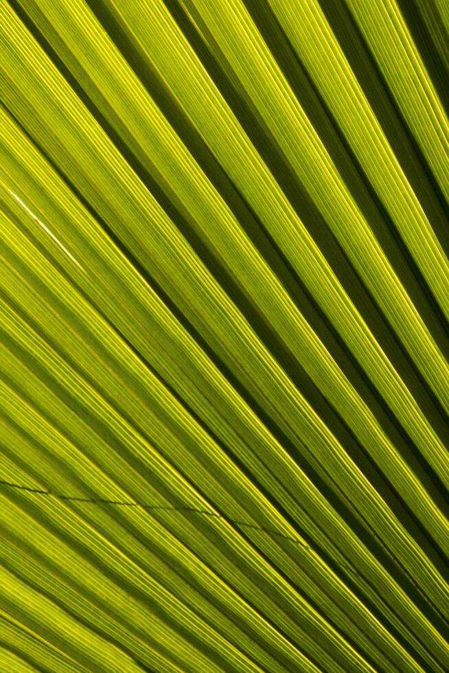 Details of the palm leaf photo