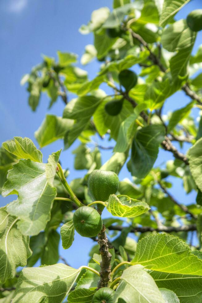 The unripe fruit of the fig tree photo
