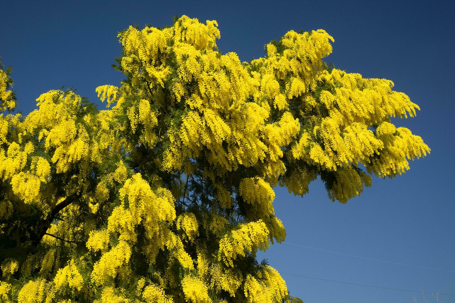 The yellow flower of Mimosa photo
