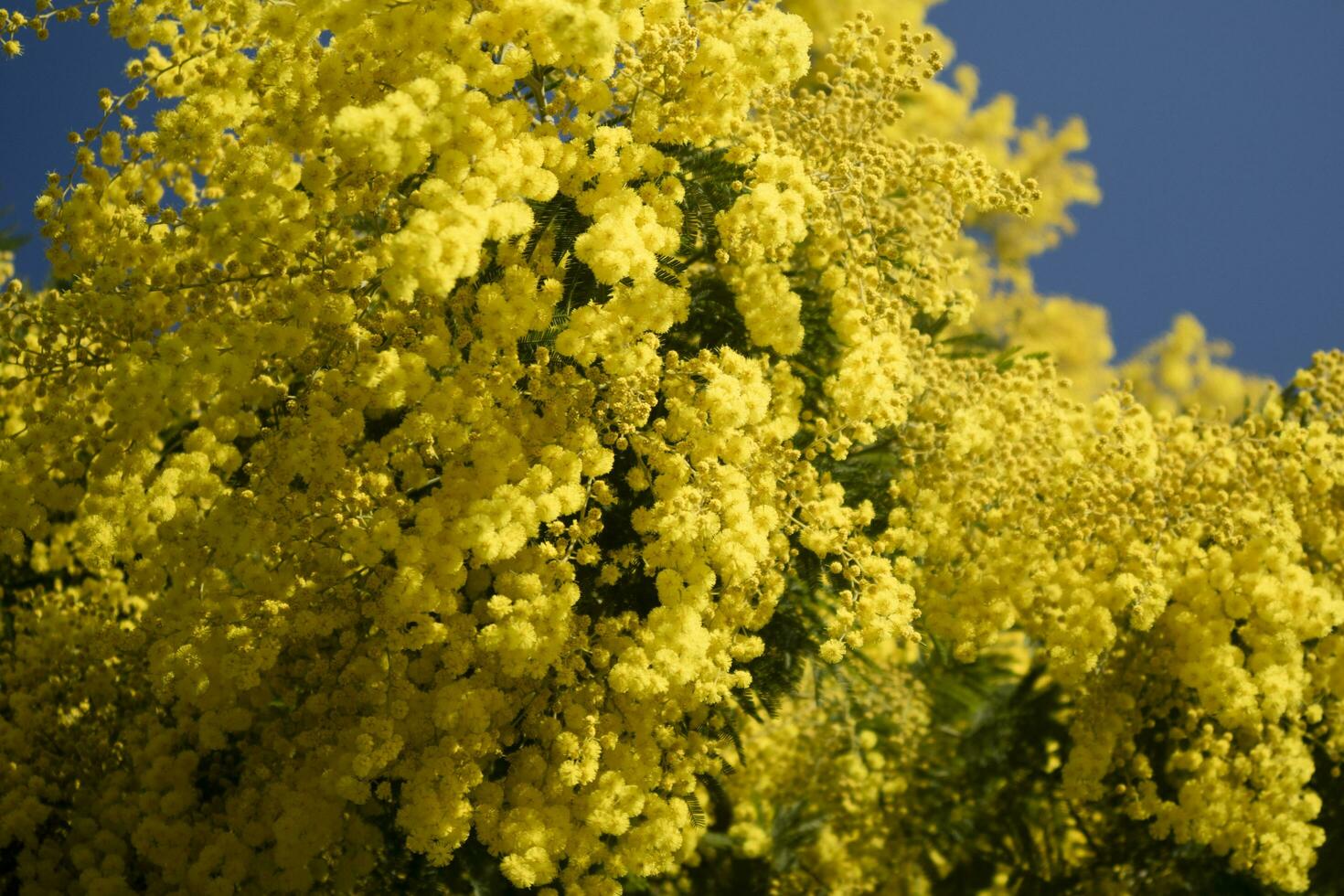 The yellow flower of Mimosa photo