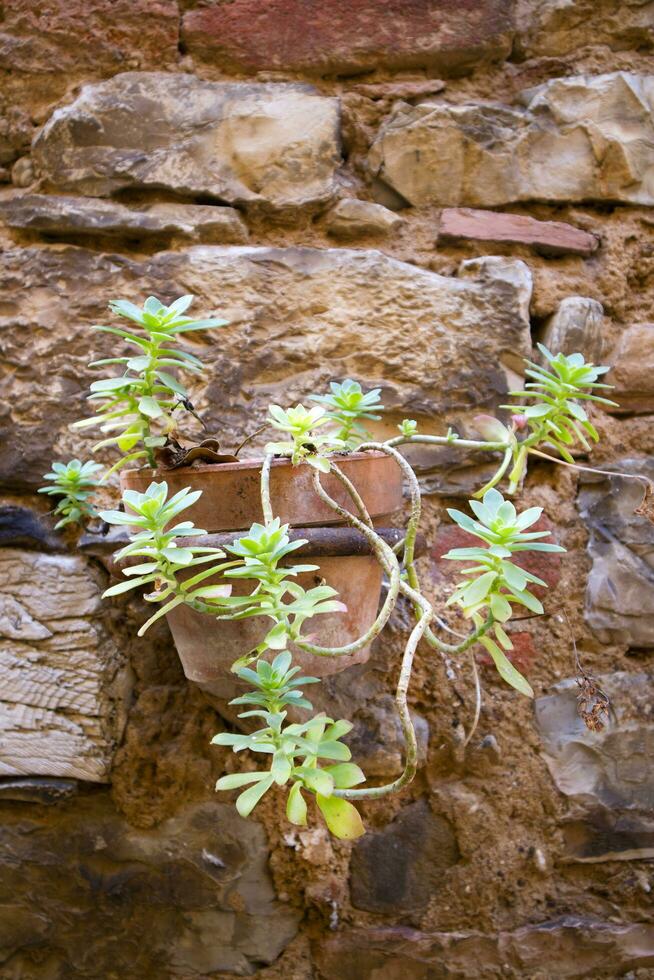 Flowers in hanging vases photo