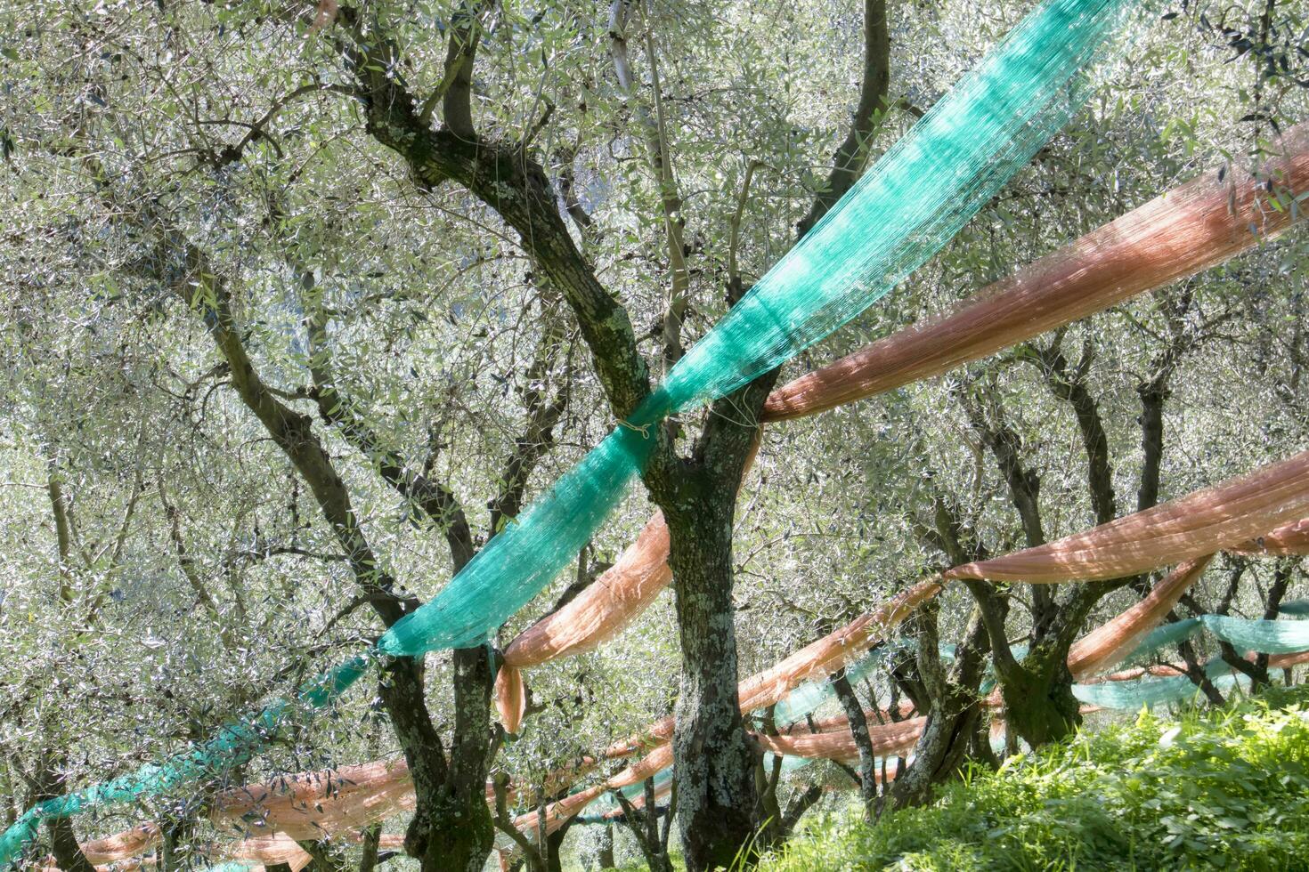 Olive grove after harvest photo