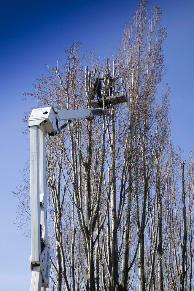 Pruning of tall trees photo