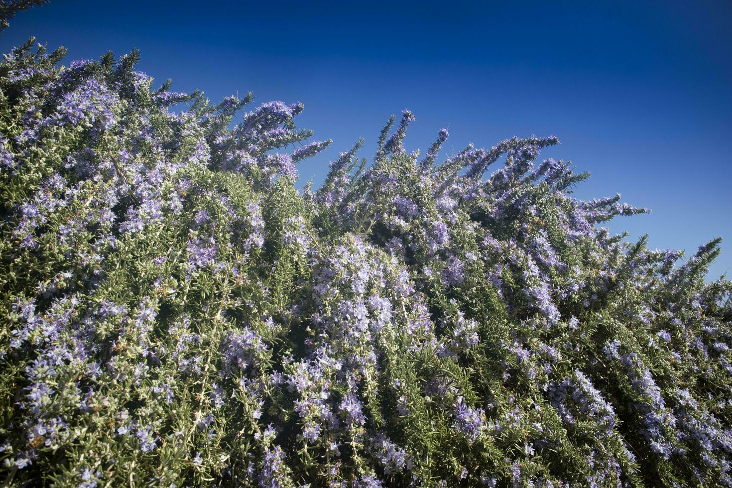 el Romero planta en floración foto