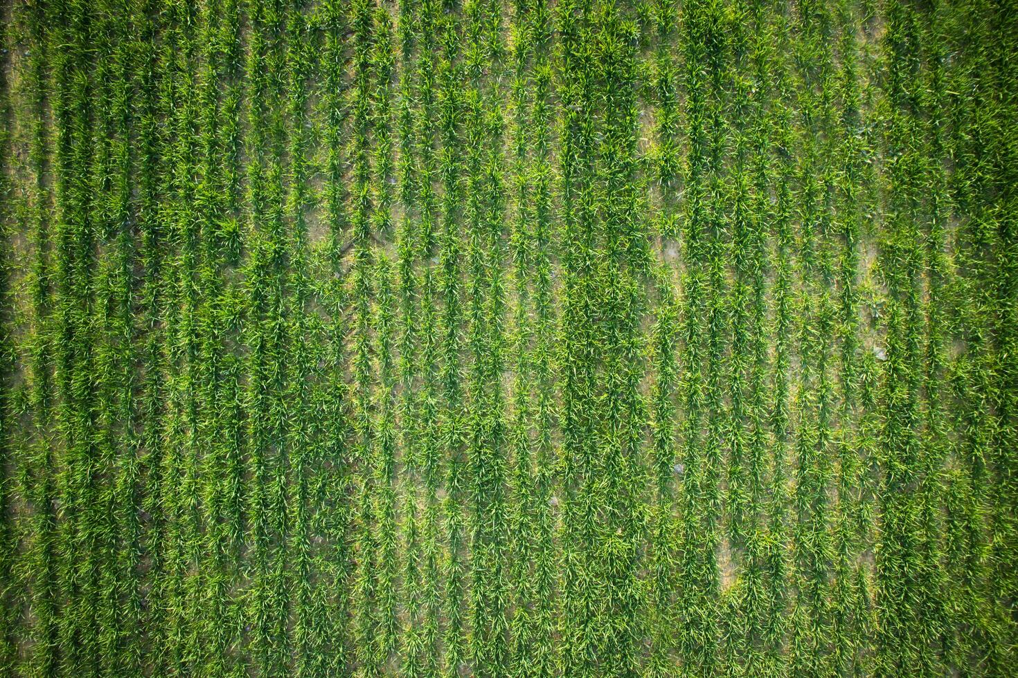 New-born green wheat photo