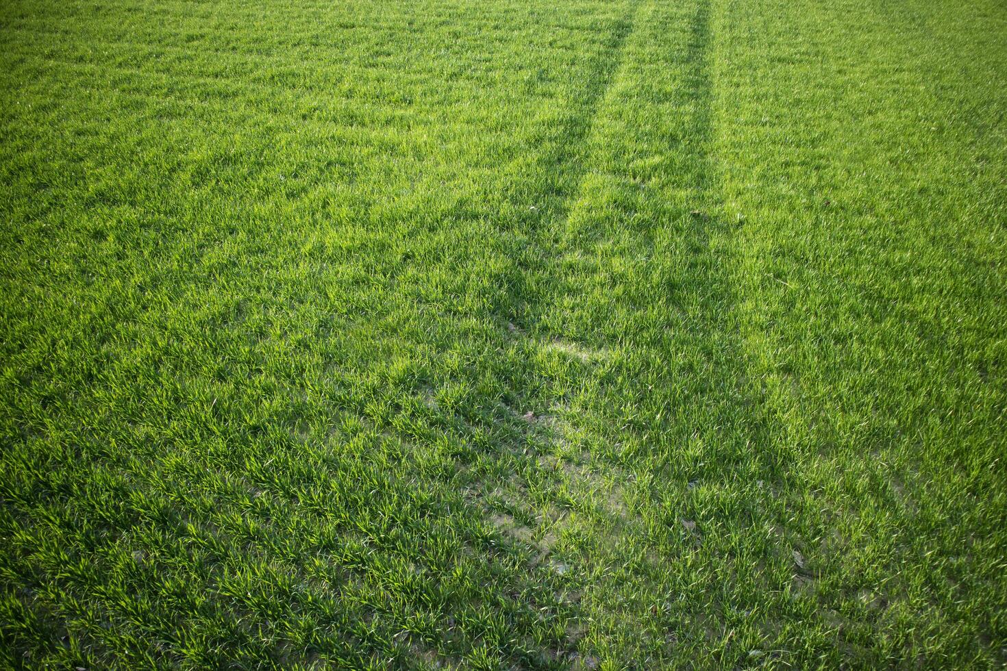 New-born green wheat photo