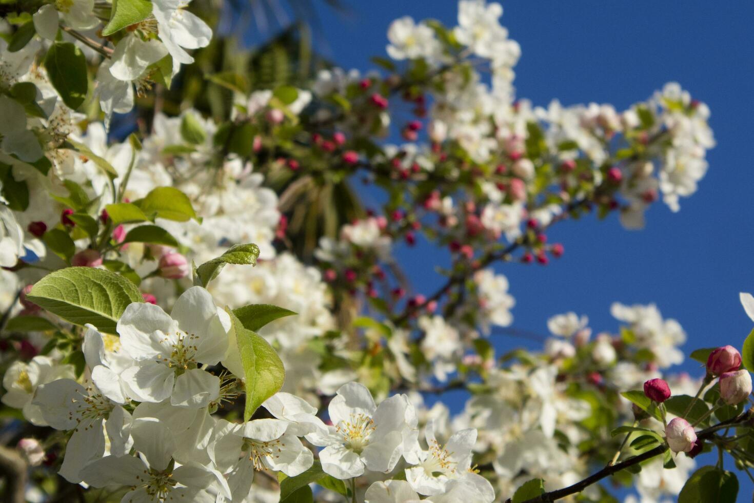 The white apple blossom photo