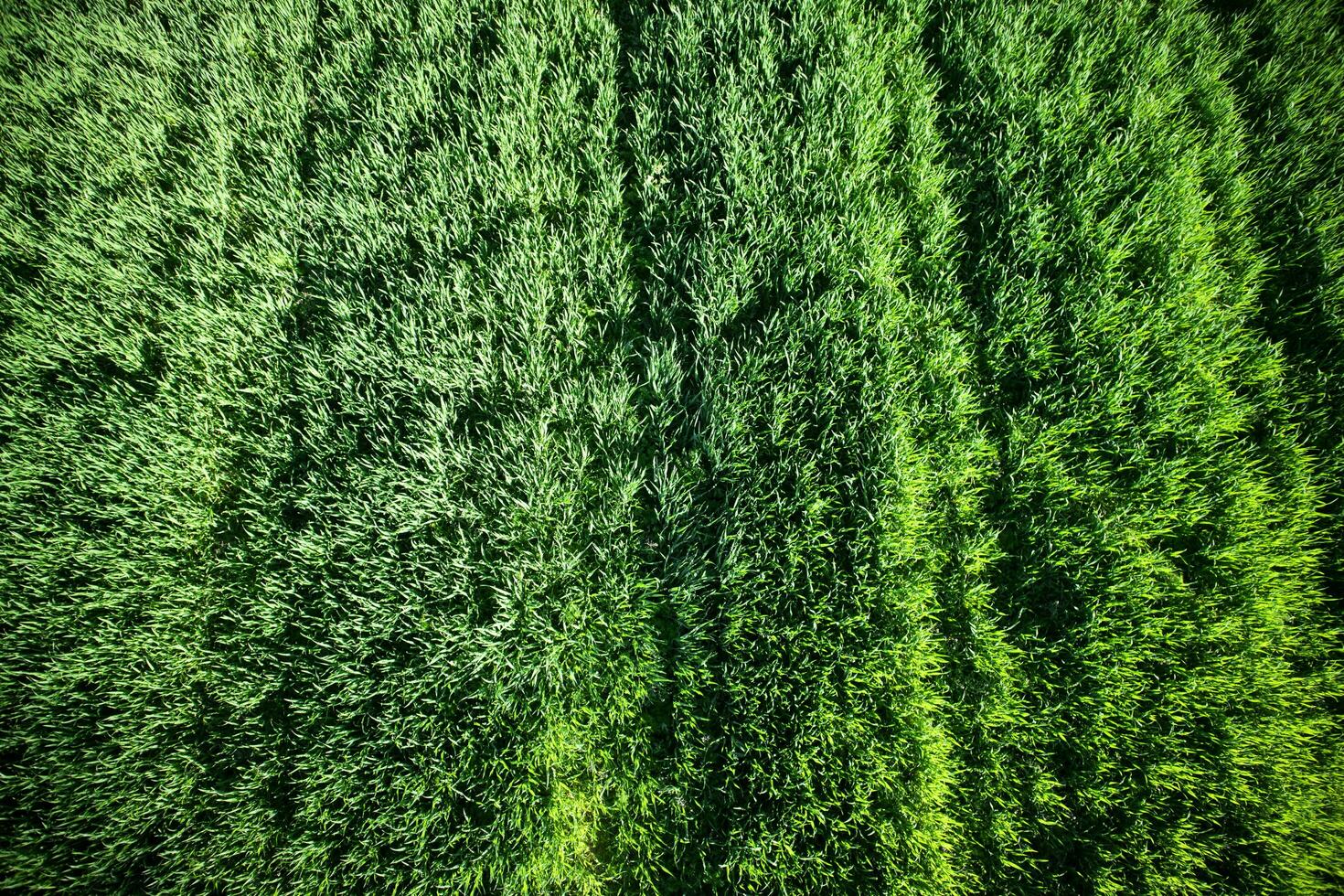 Newborn green wheat photo
