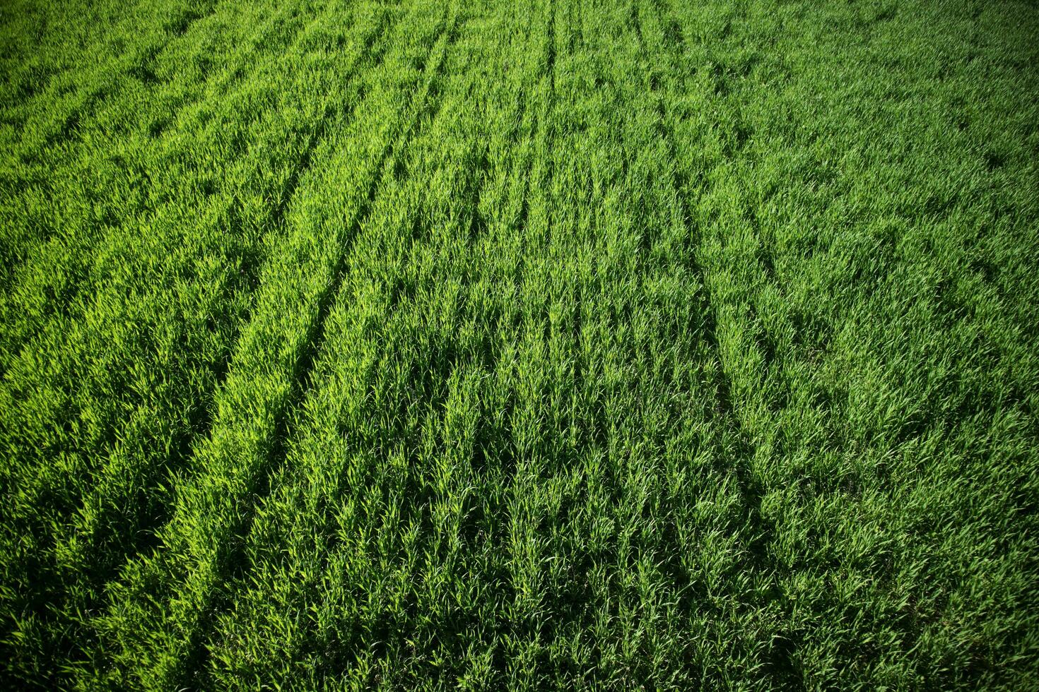 Newborn green wheat photo