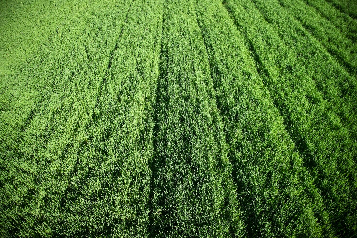 Newborn green wheat photo