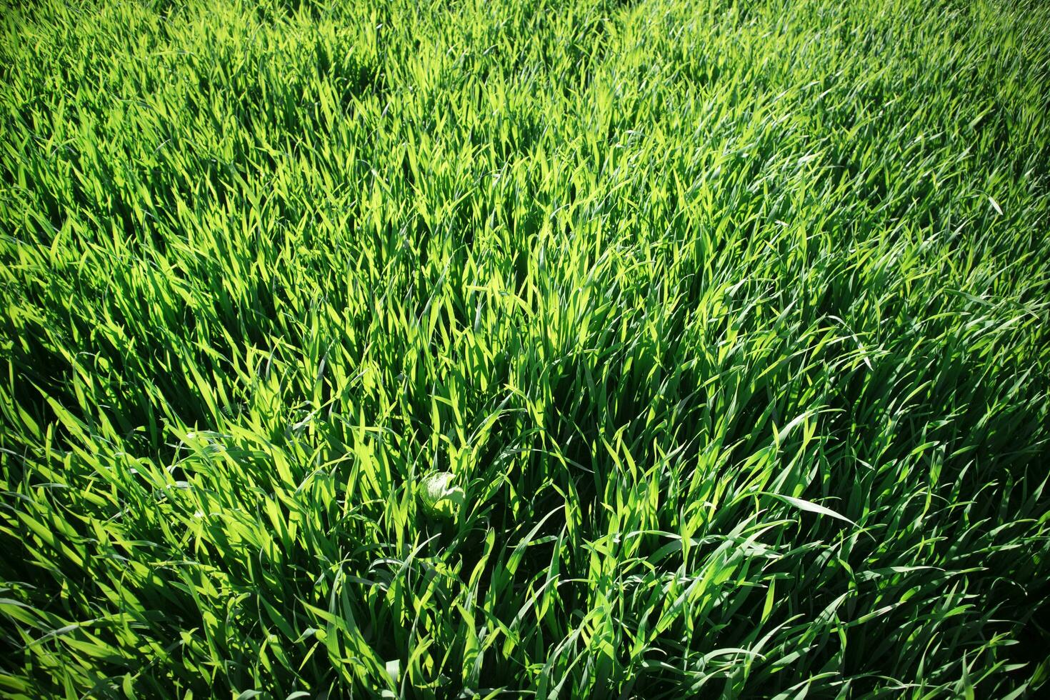 Wind effect on wheat photo