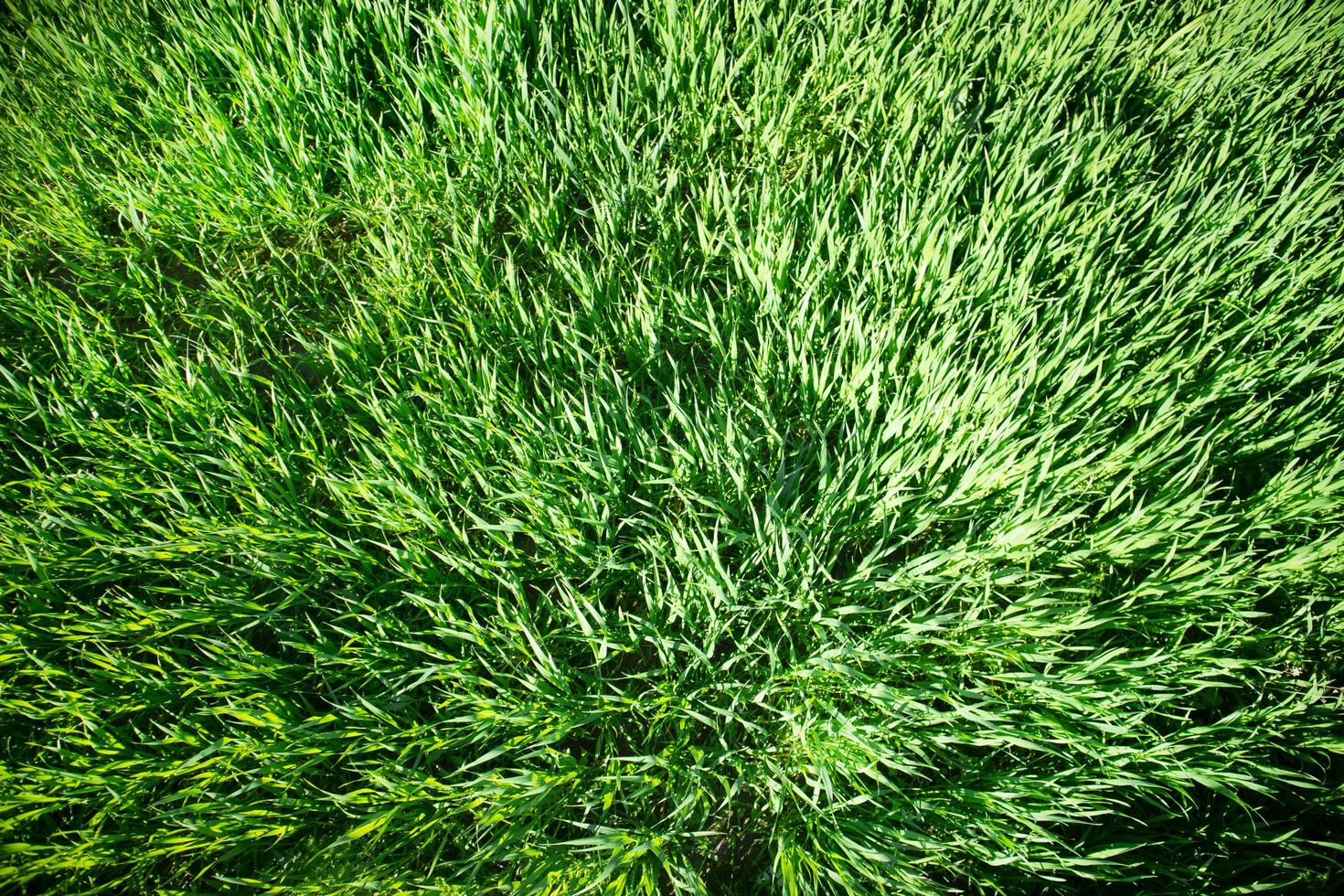 Wind effect on wheat photo