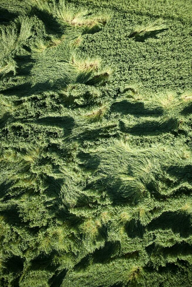 Wind damage on wheat photo