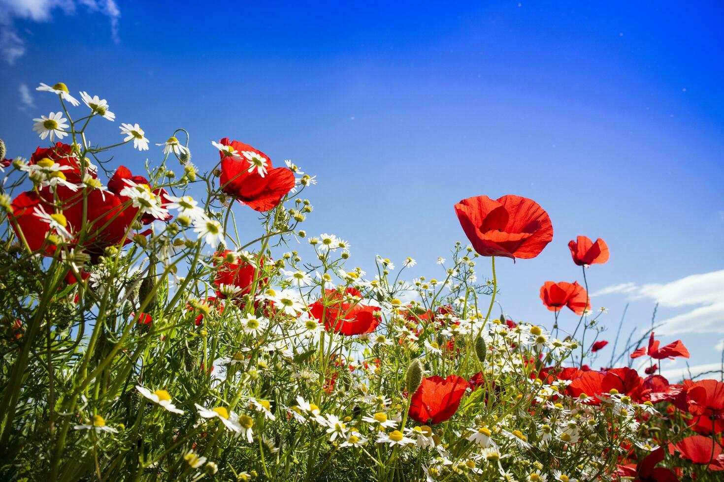 Poppy and chamomile photo