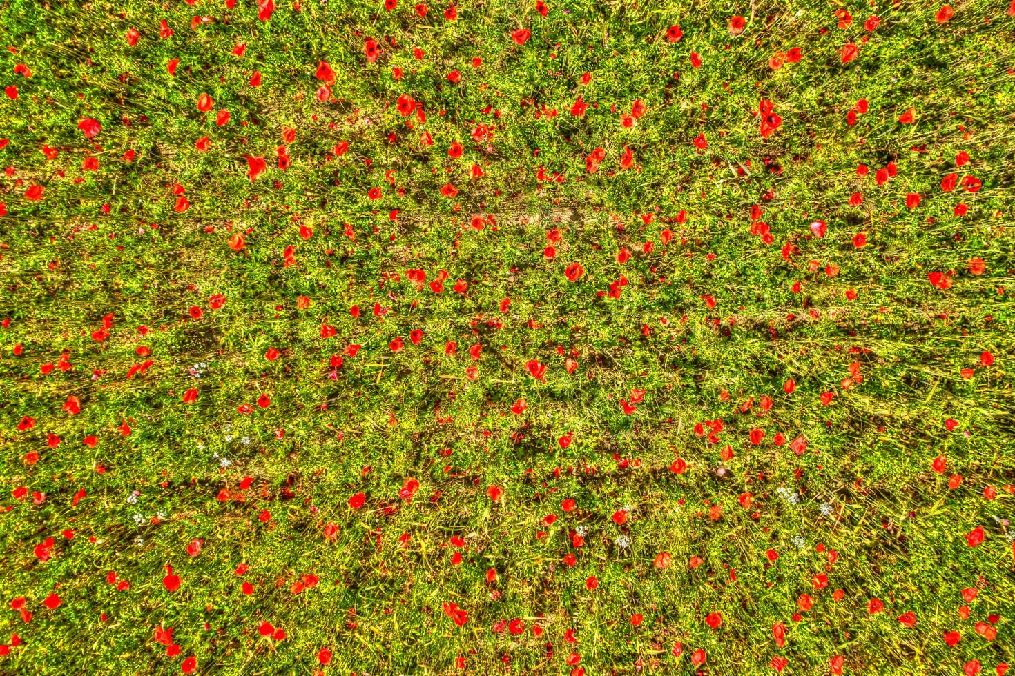 Top view of a poppy field photo