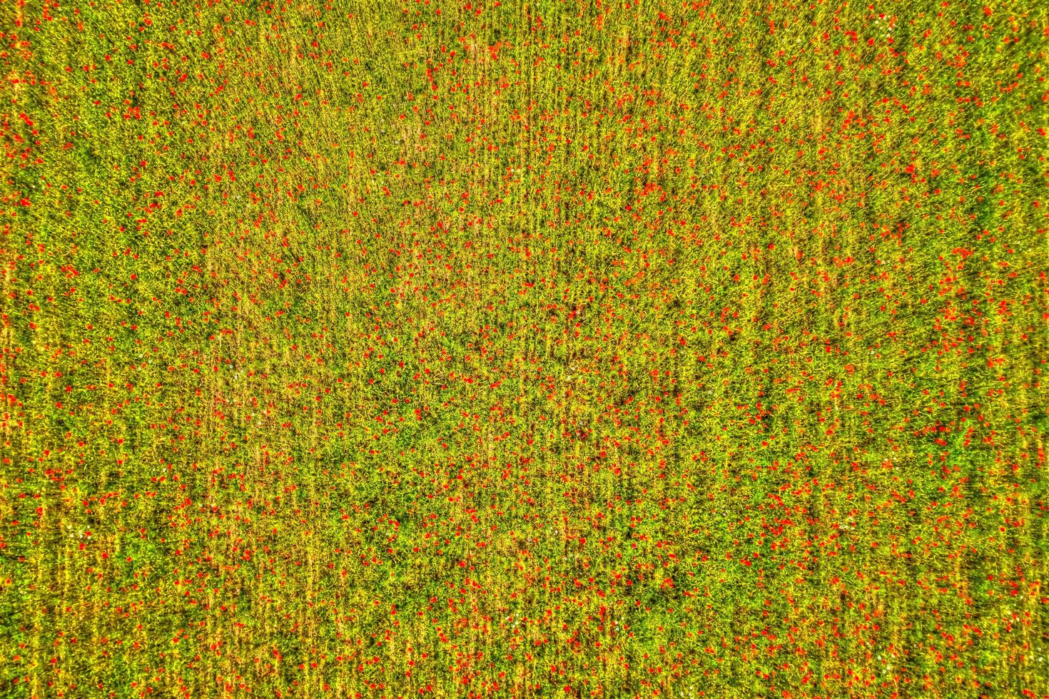 Top view of a poppy field photo