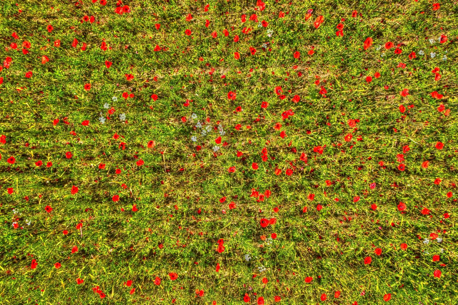 Top view of a poppy field photo