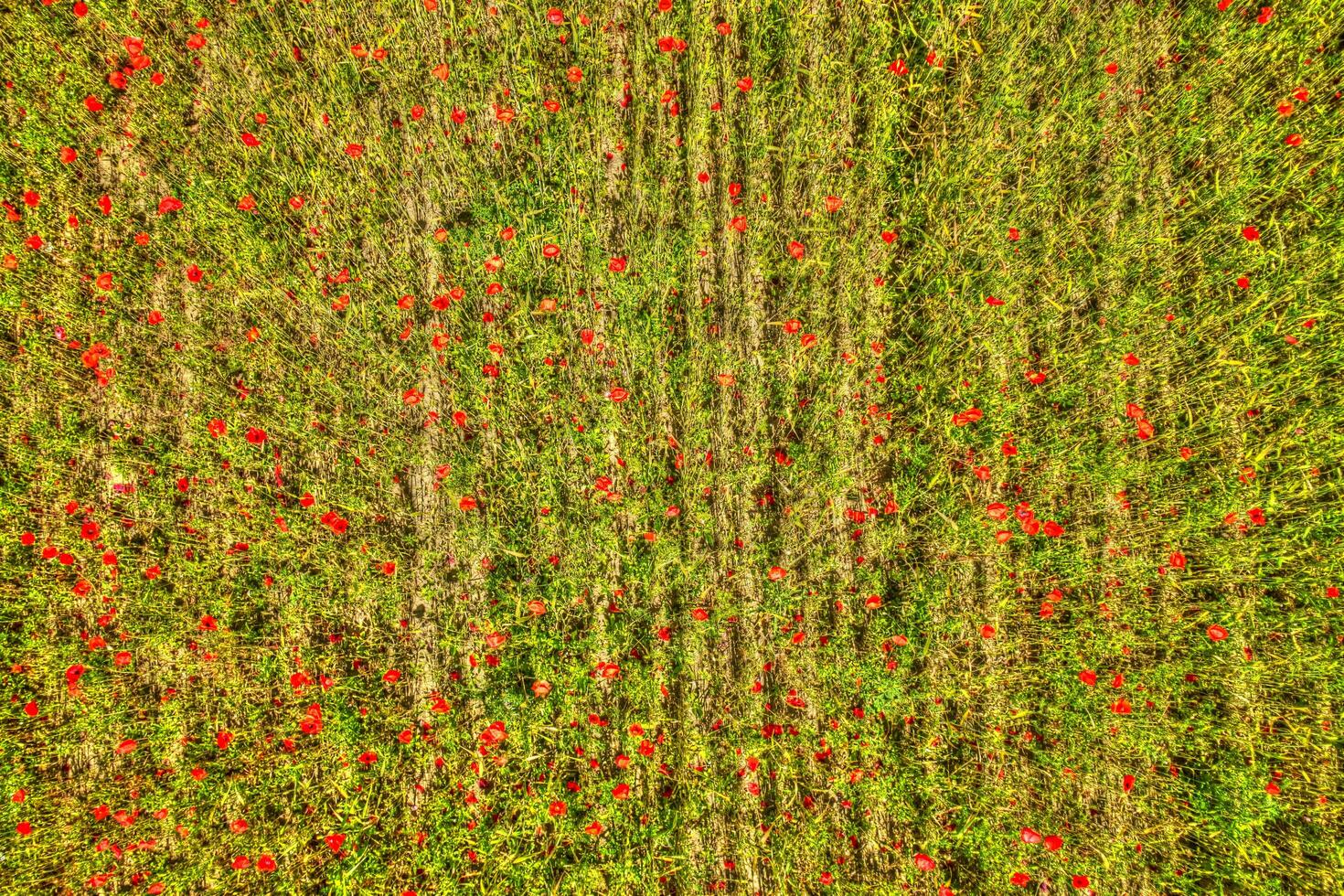 Top view of a poppy field photo