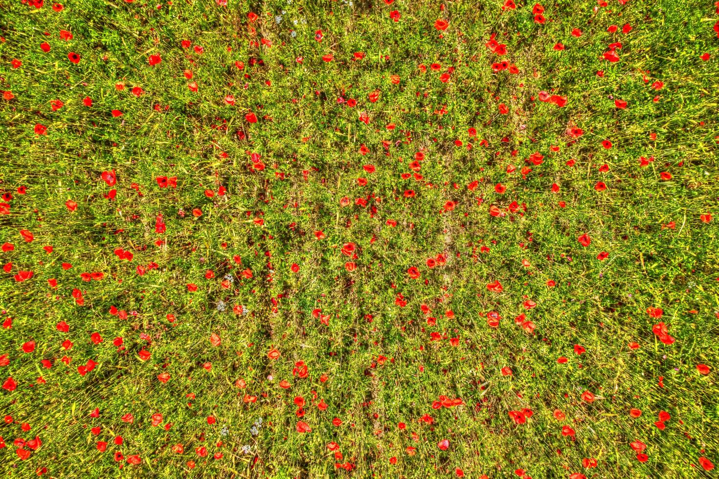 Top view of a poppy field photo