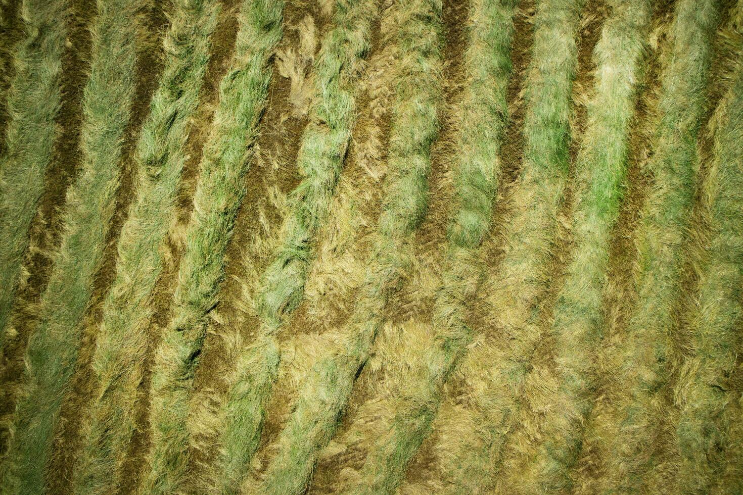 Dry the hay in the open field photo