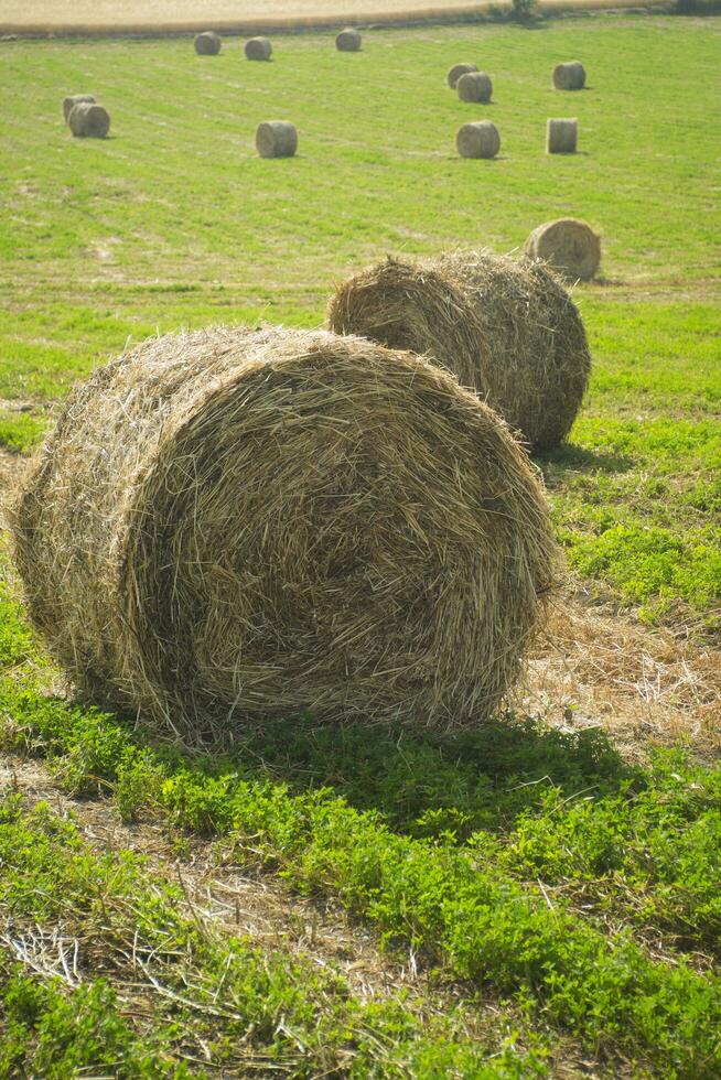 Hay harvest in Tuscany photo