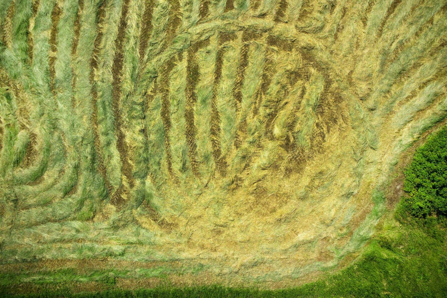 Dry the hay in the open field photo