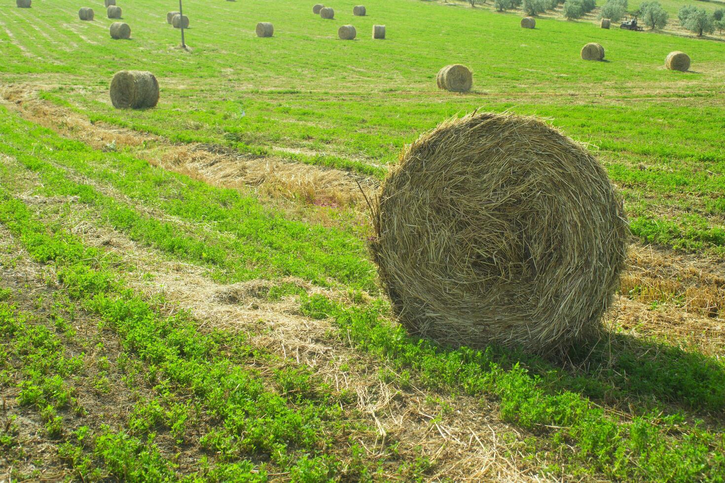 Hay harvest in Tuscany photo