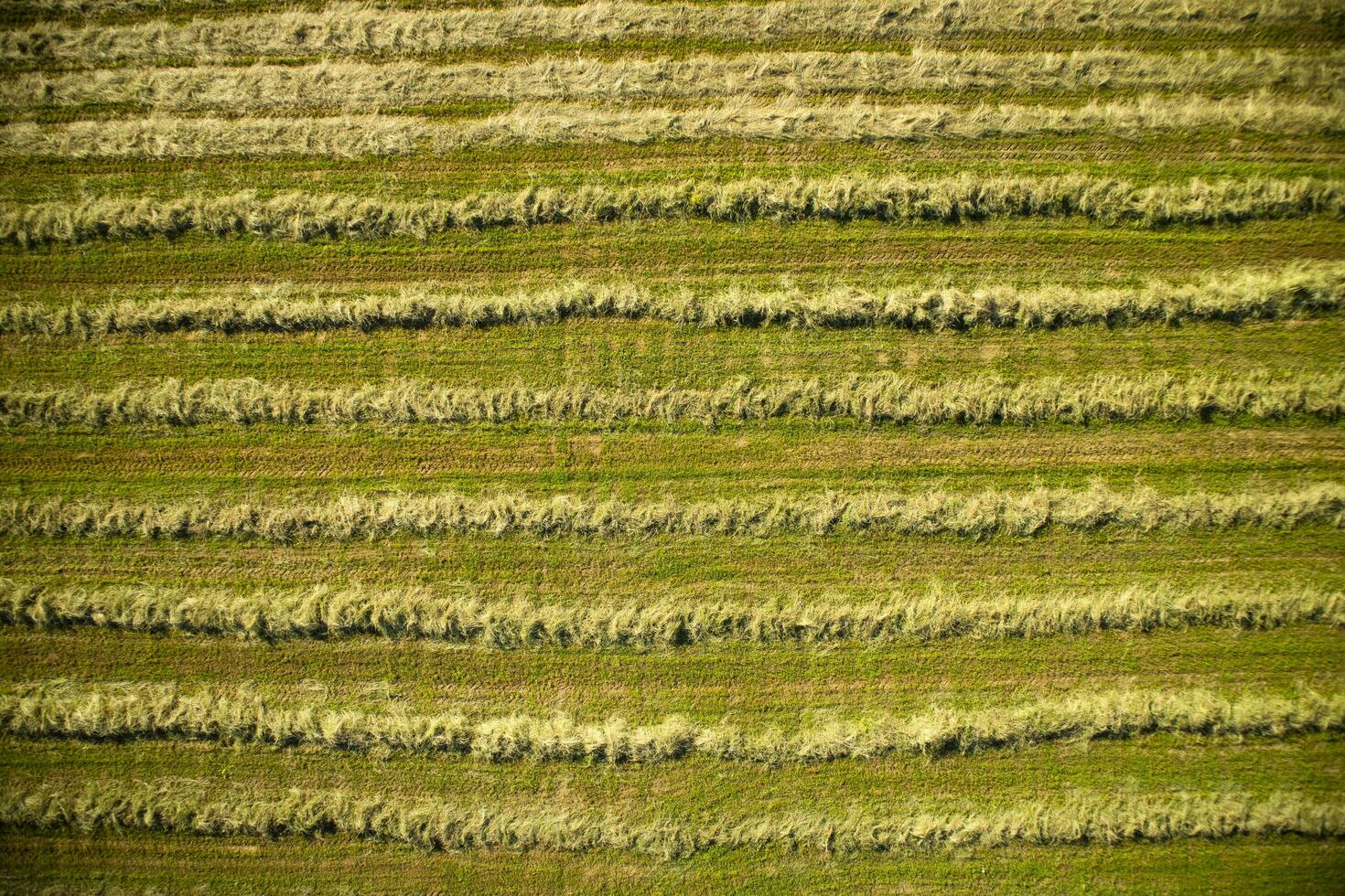 Dry the hay in the open field photo