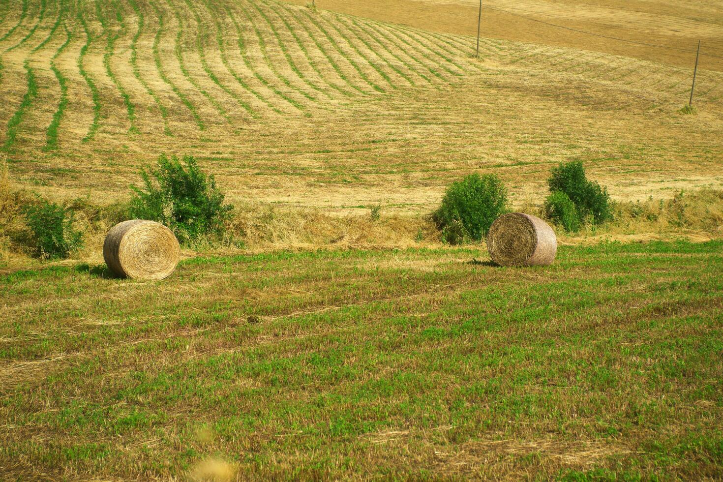 Hay harvest in Tuscany photo