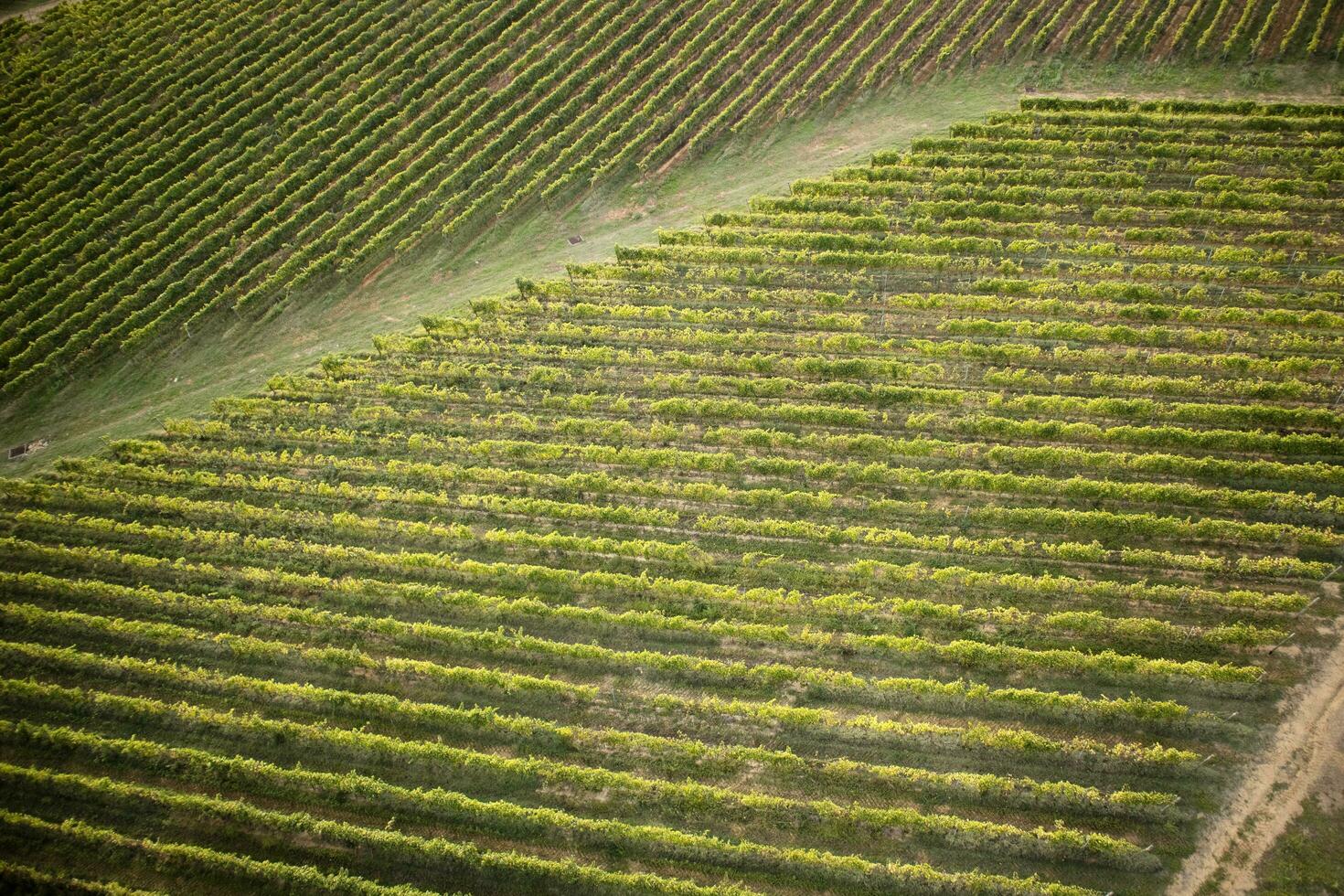 Tuscany the cultivation of grapes photo