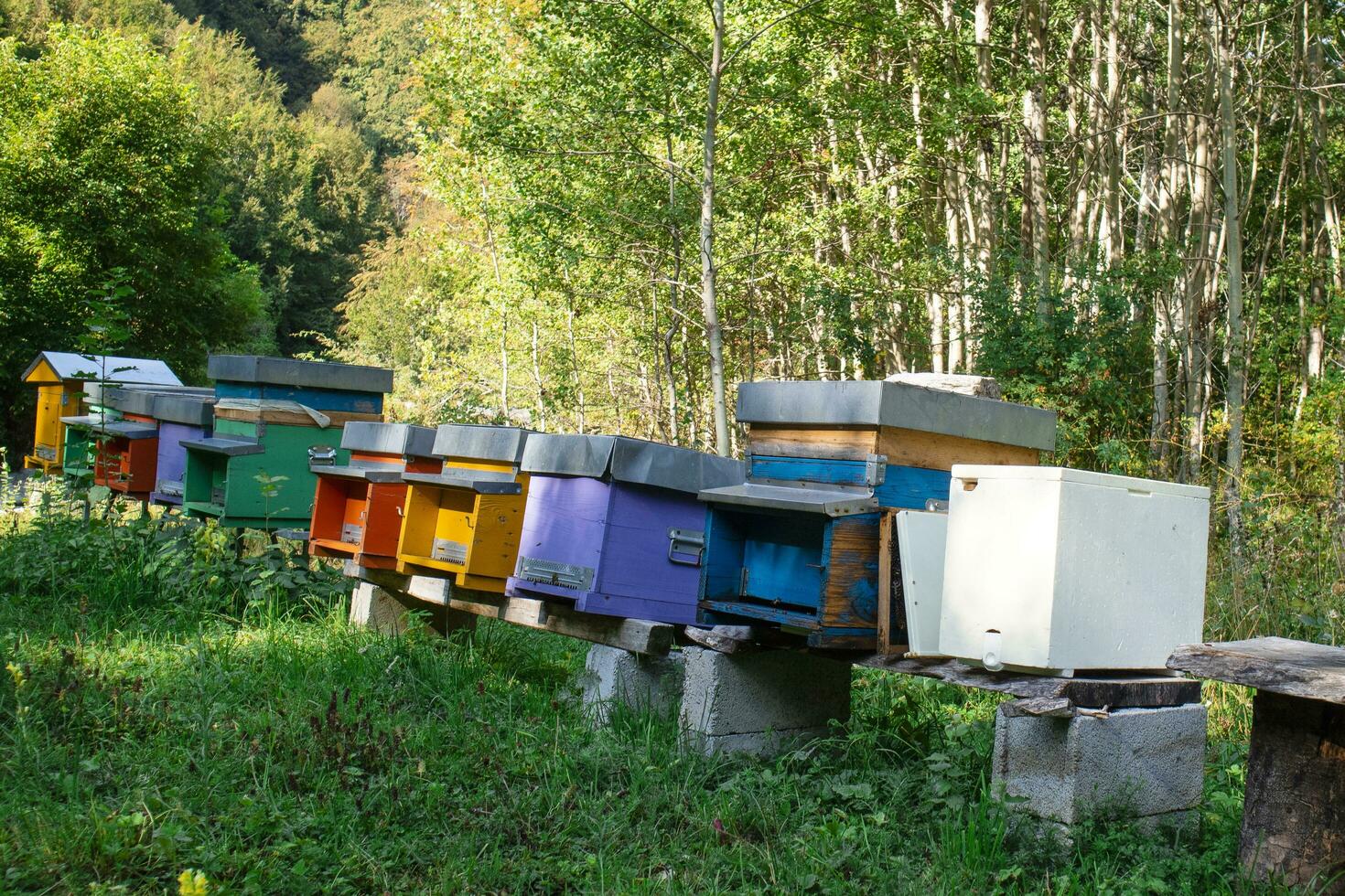 a row of beehives photo