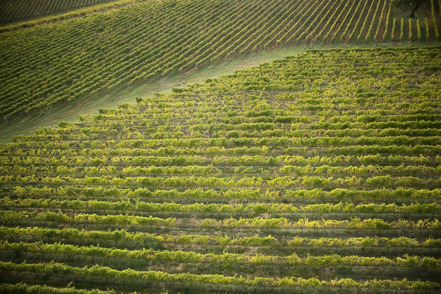 Tuscany the cultivation of grapes photo