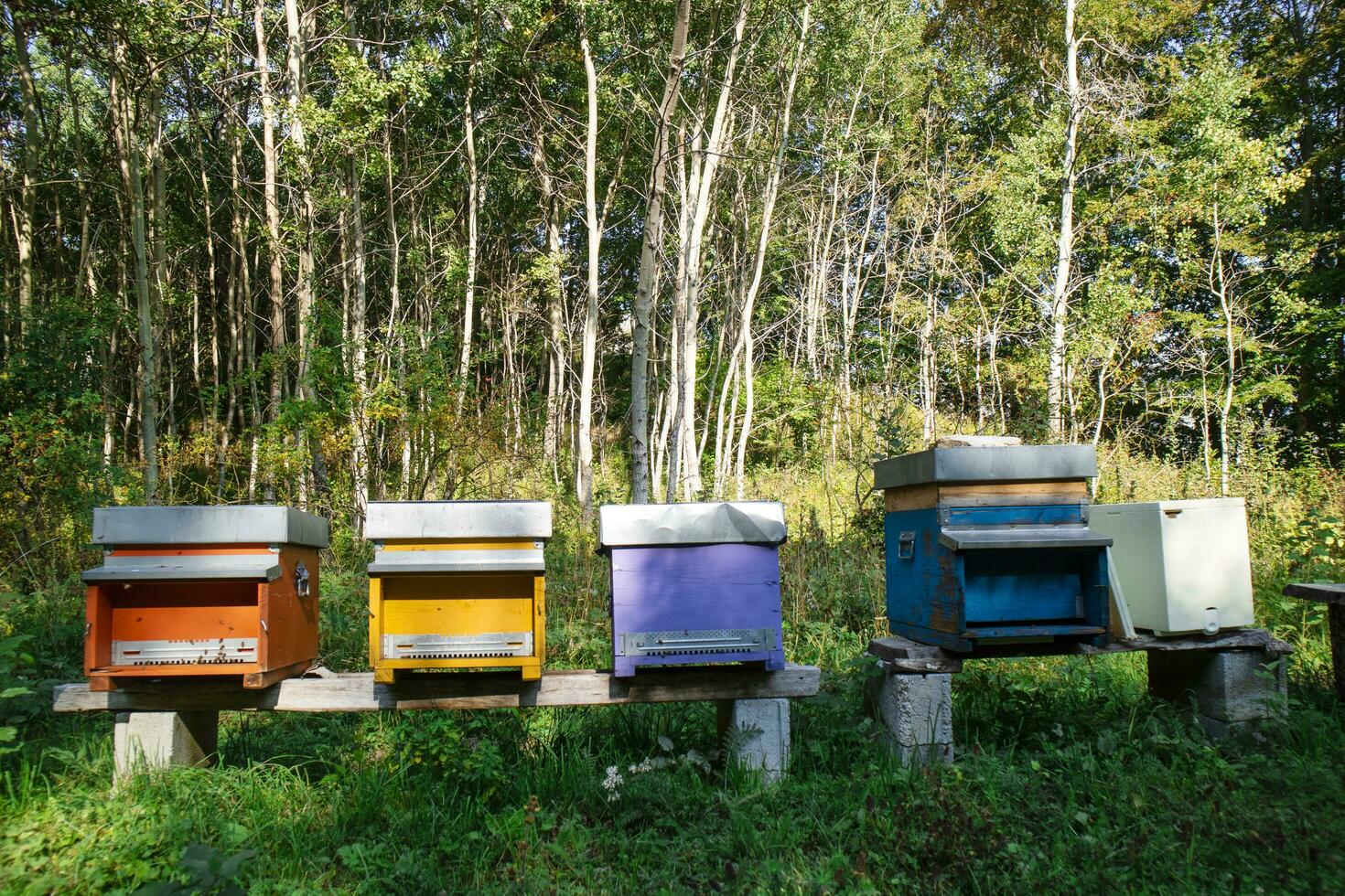 a row of beehives photo