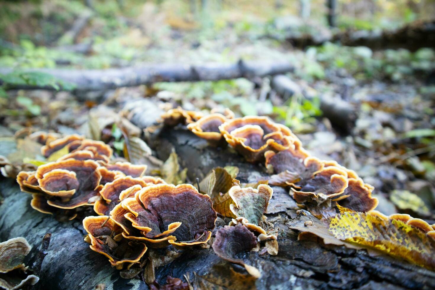 Variety of Inonotus mushroom photo