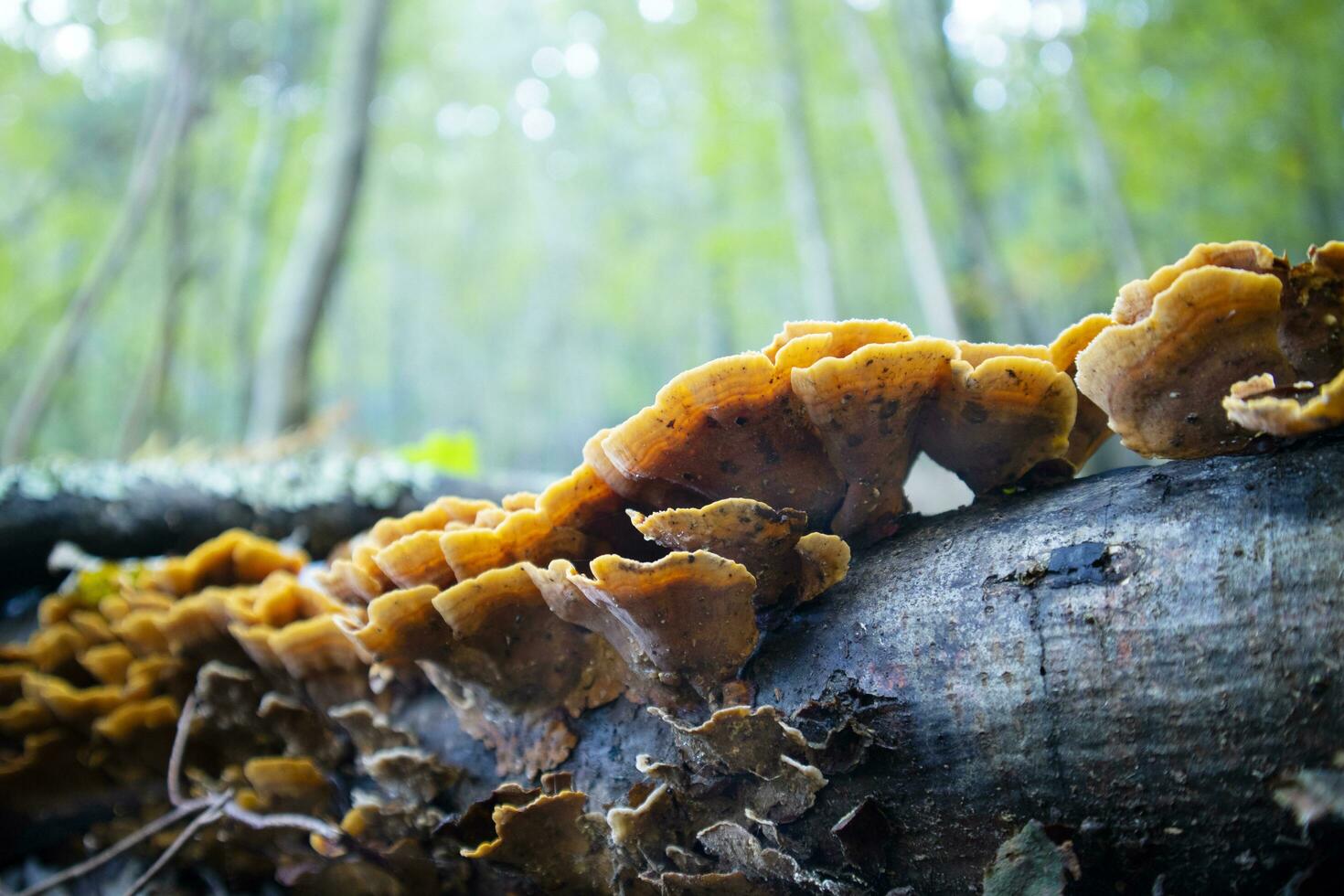 Variety of Inonotus mushroom photo