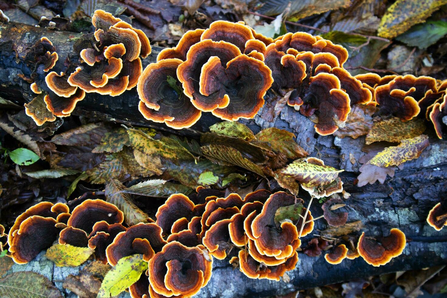 Variety of Inonotus mushroom photo