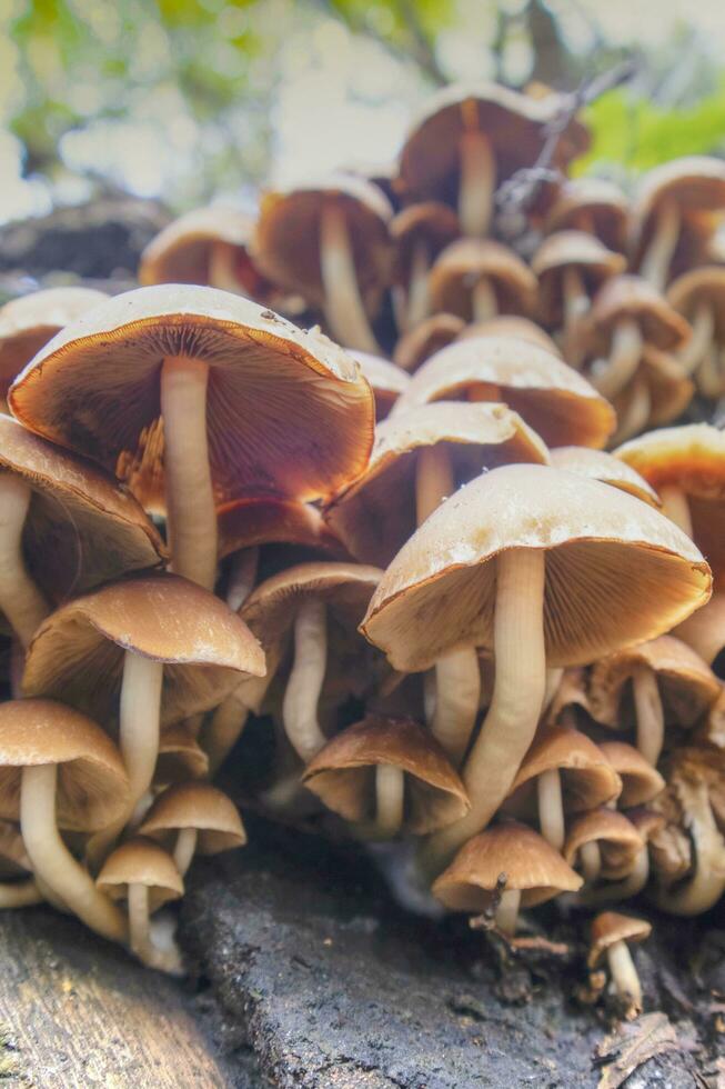 Group of mushrooms in autumn photo