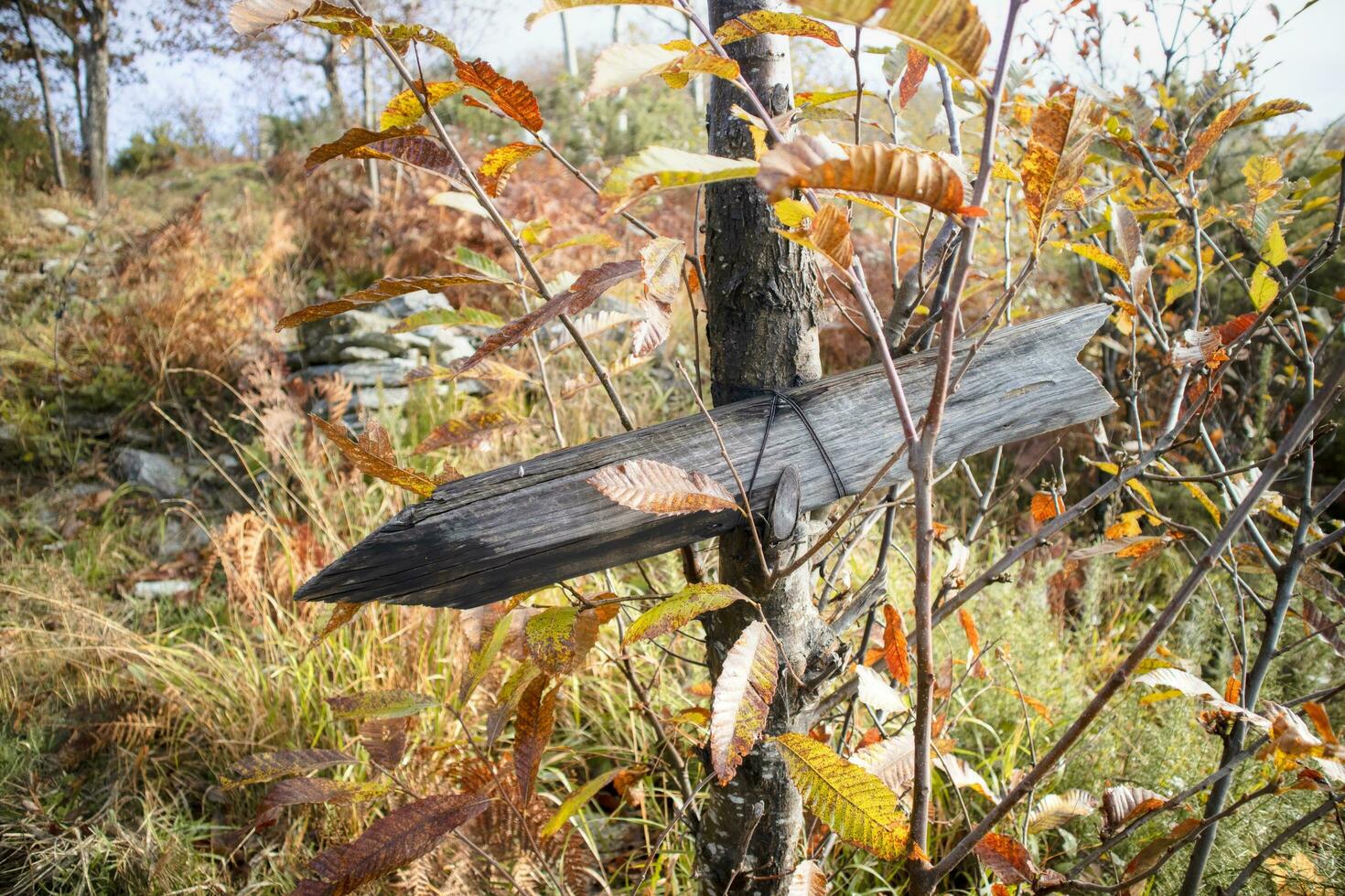 Signpost in the woods photo