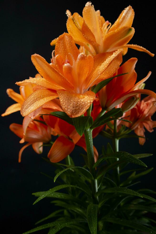 el flor de el lilium en el naranja variedad foto