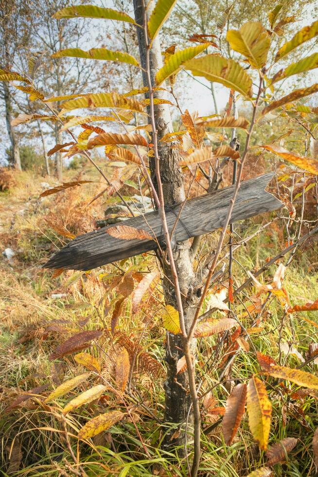 Signpost in the woods photo
