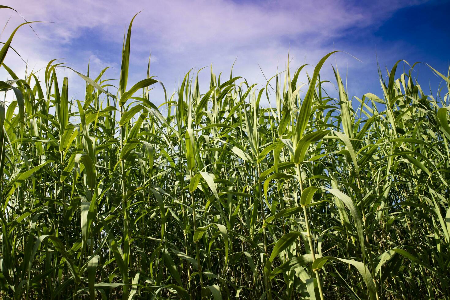 Common thicket in summer photo