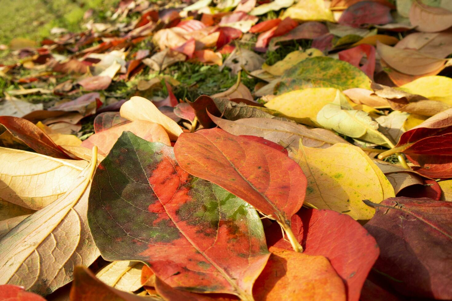 The colored leaves of the persimmon photo