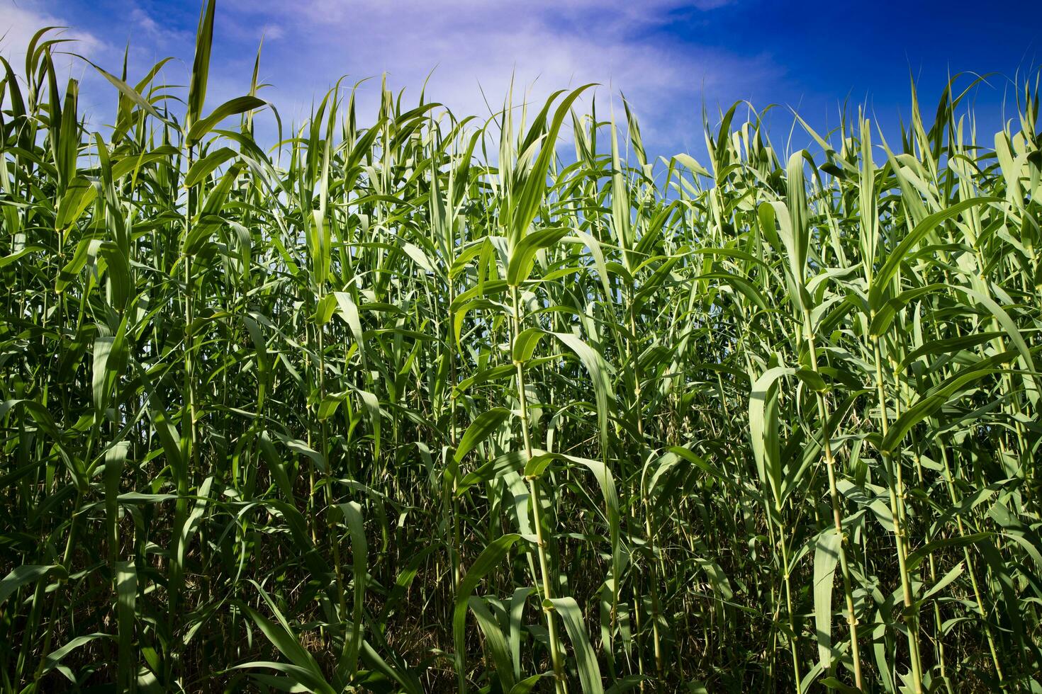 Common thicket in summer photo