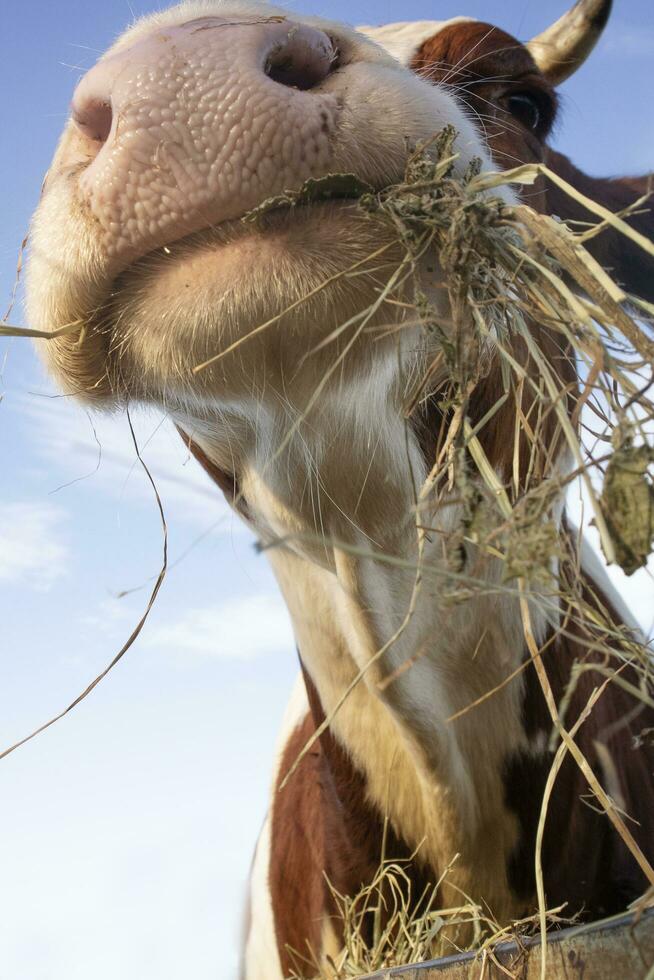 Portrait of a cow at mealtime photo